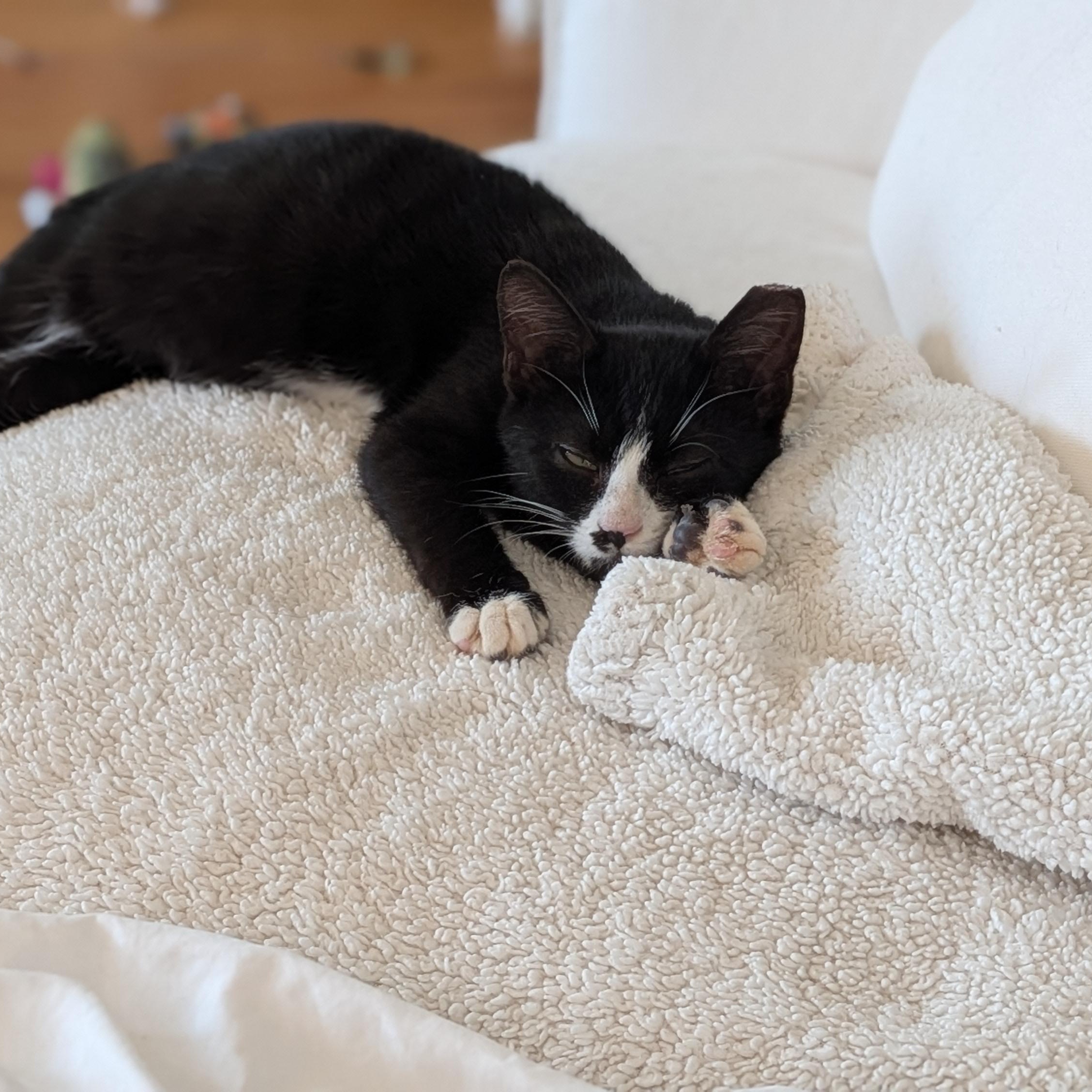 Enlarge Nacho, a ADOPTABLE Tuxedo in Wilmington, NC image 4/6