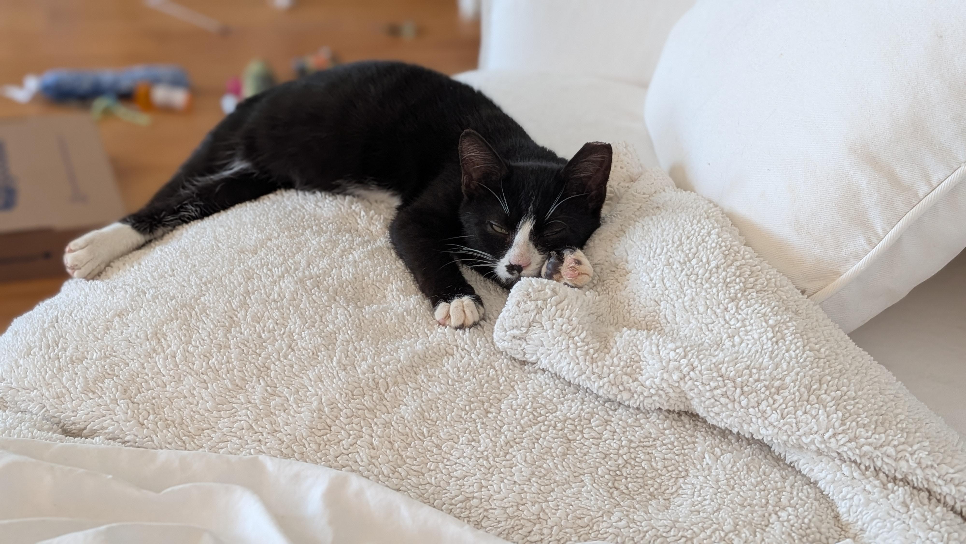 Enlarge Nacho, a ADOPTABLE Tuxedo in Wilmington, NC image 2/6