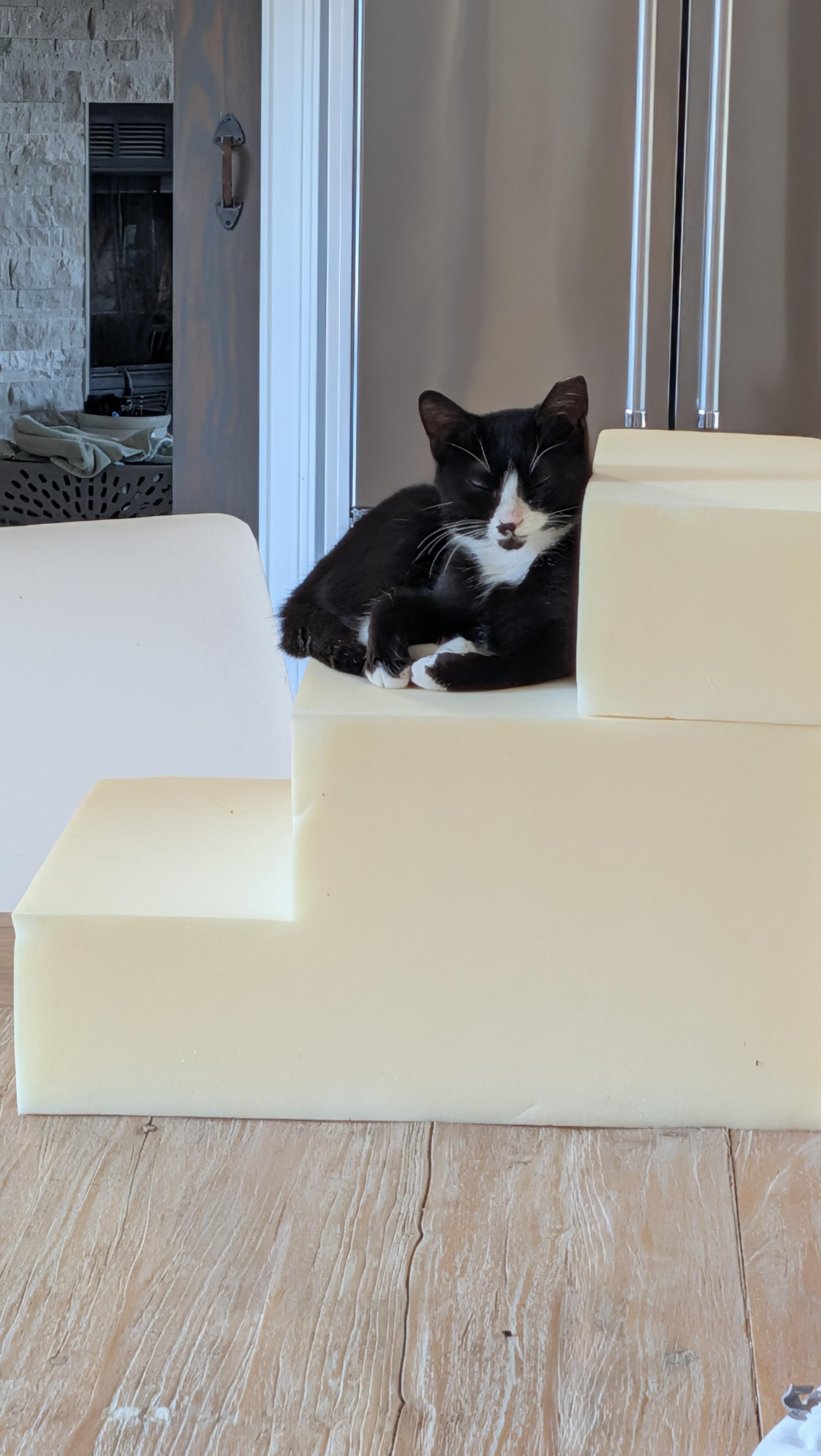 Nacho, ADOPTABLE, Kitten Male Tuxedo.