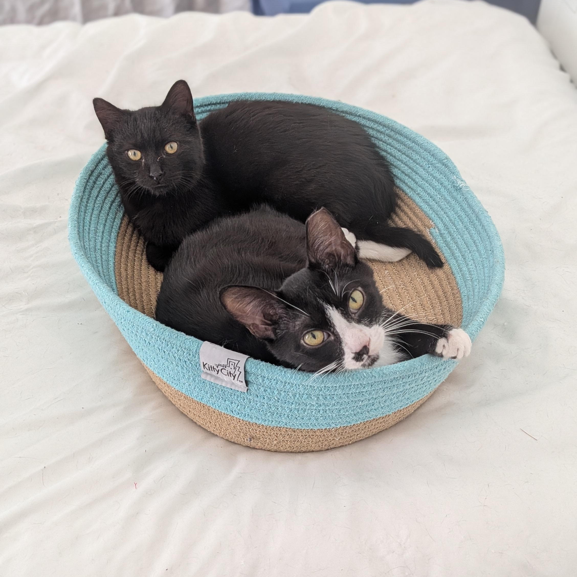 Enlarge Nacho, a ADOPTABLE Tuxedo in Wilmington, NC image 3/6