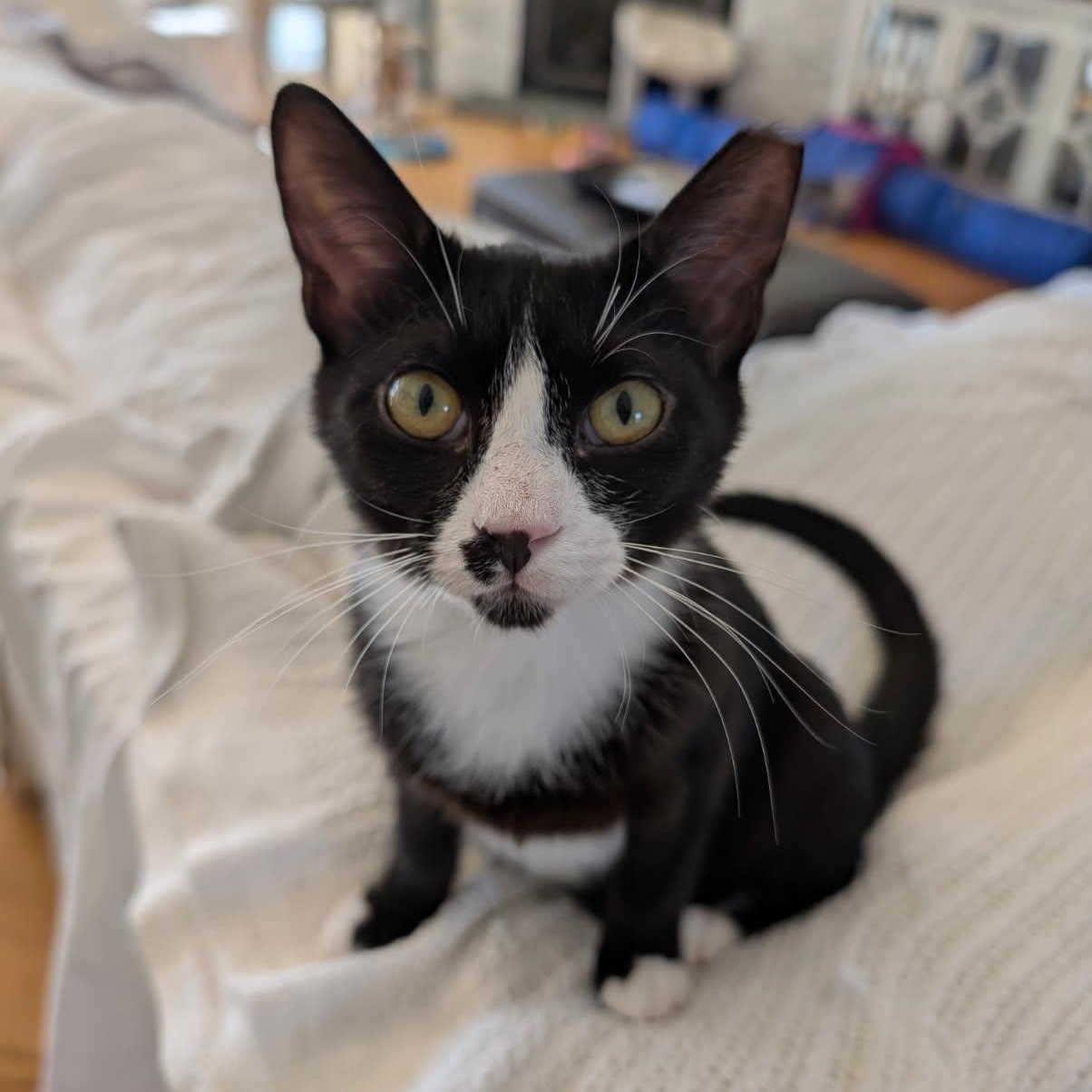 Enlarge Nacho, a ADOPTABLE Tuxedo in Wilmington, NC image 2/6