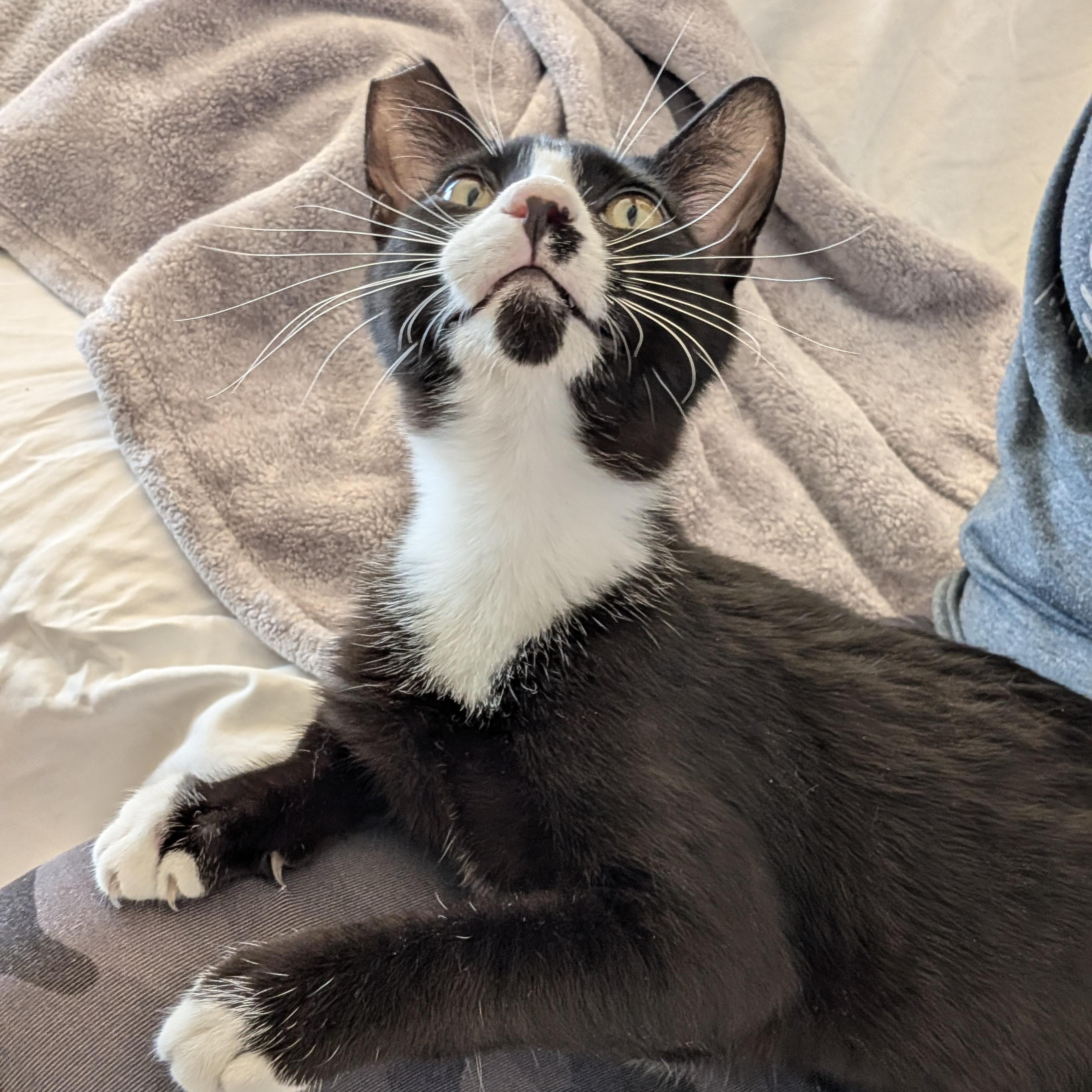 Enlarge Nacho, a ADOPTABLE Tuxedo in Wilmington, NC image 5/6