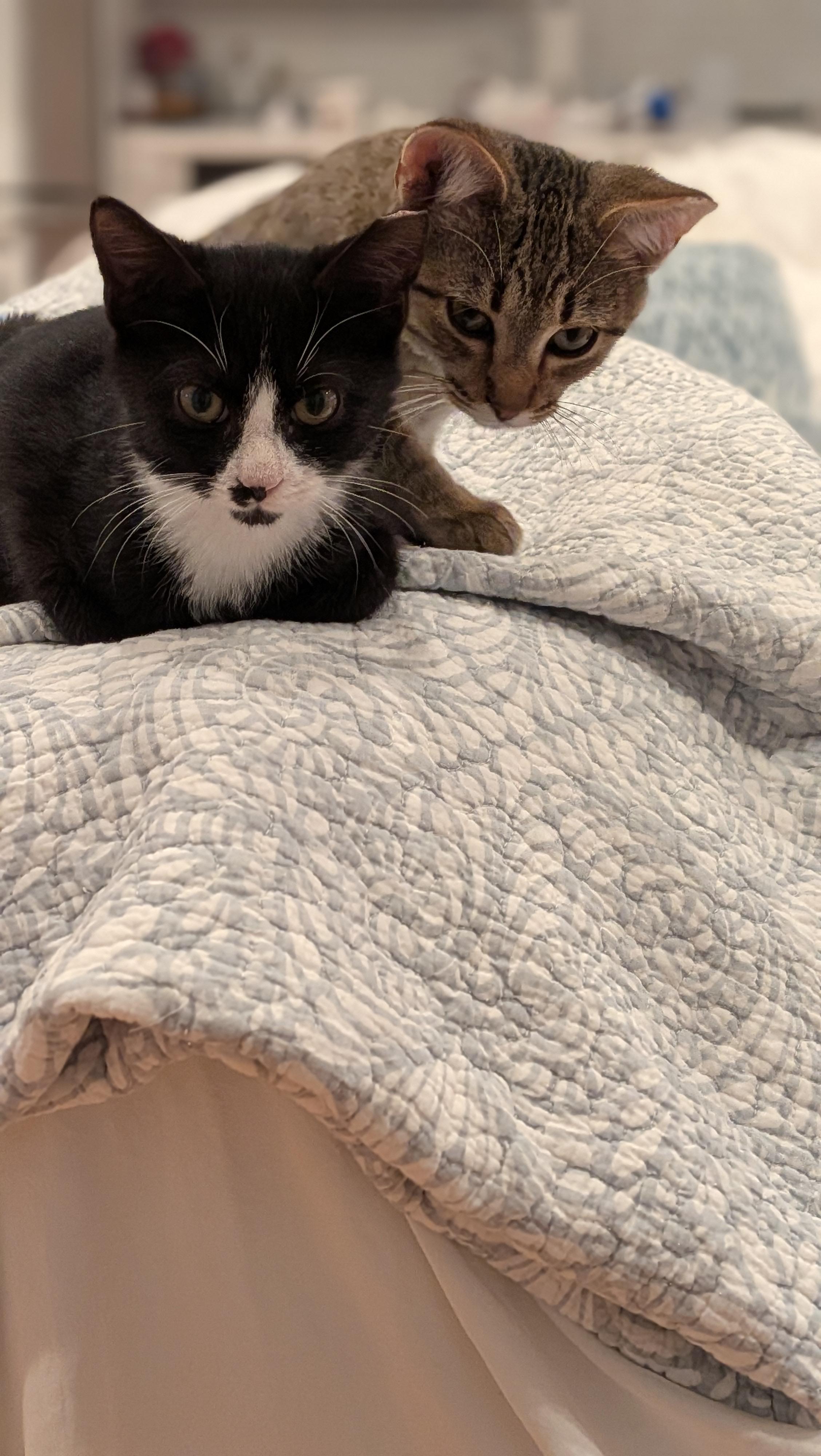 Enlarge Nacho, a ADOPTABLE Tuxedo in Wilmington, NC image 4/6