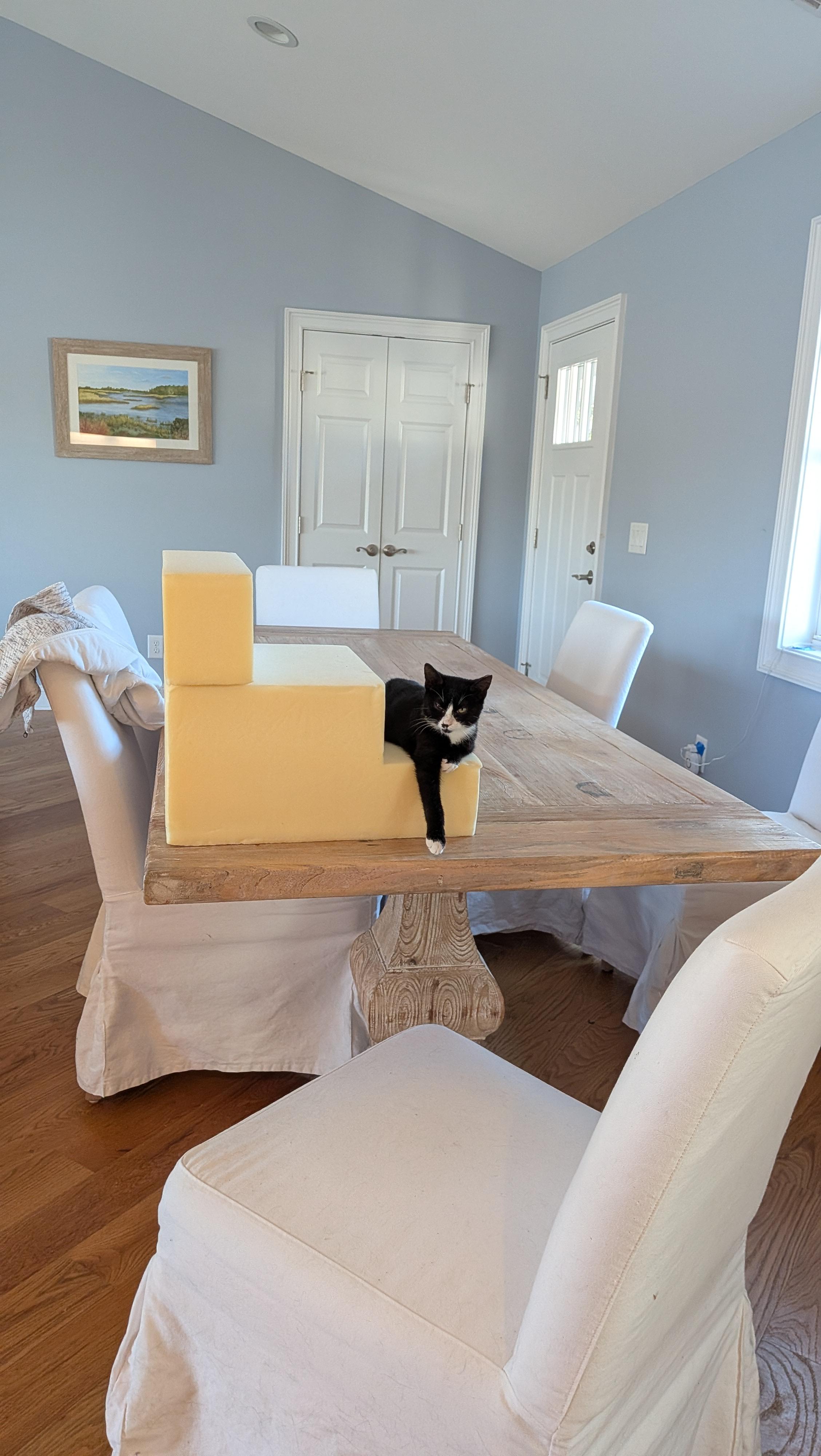 Enlarge Nacho, a ADOPTABLE Tuxedo in Wilmington, NC image 5/6