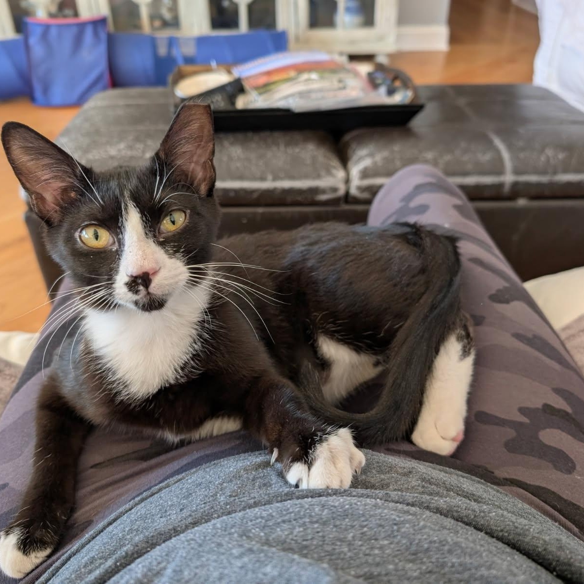 Nacho, ADOPTABLE, Kitten Male Tuxedo.