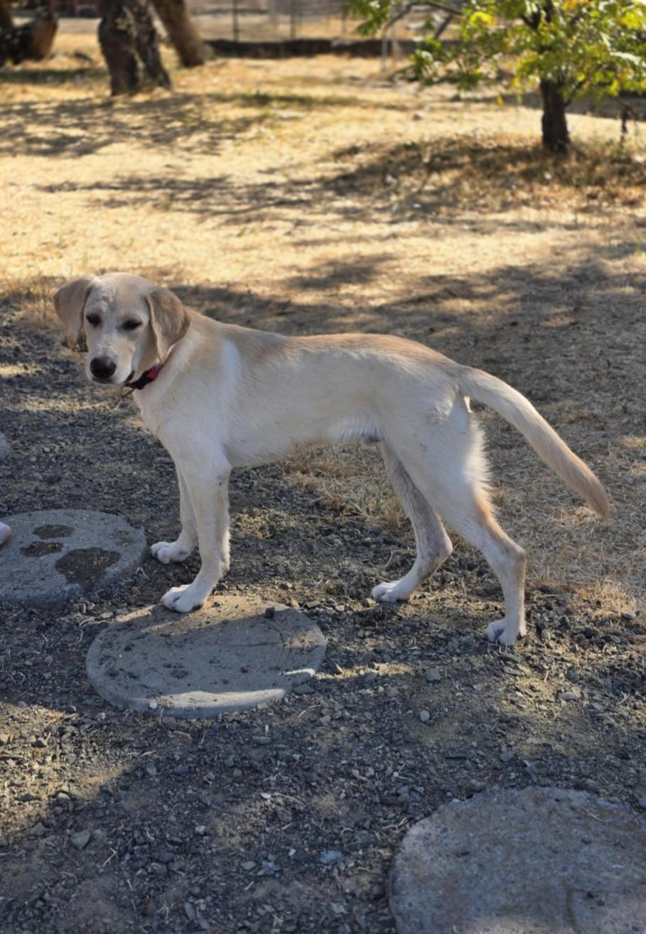 Beau, Adopted, Young Male Yellow Labrador Retriever.
