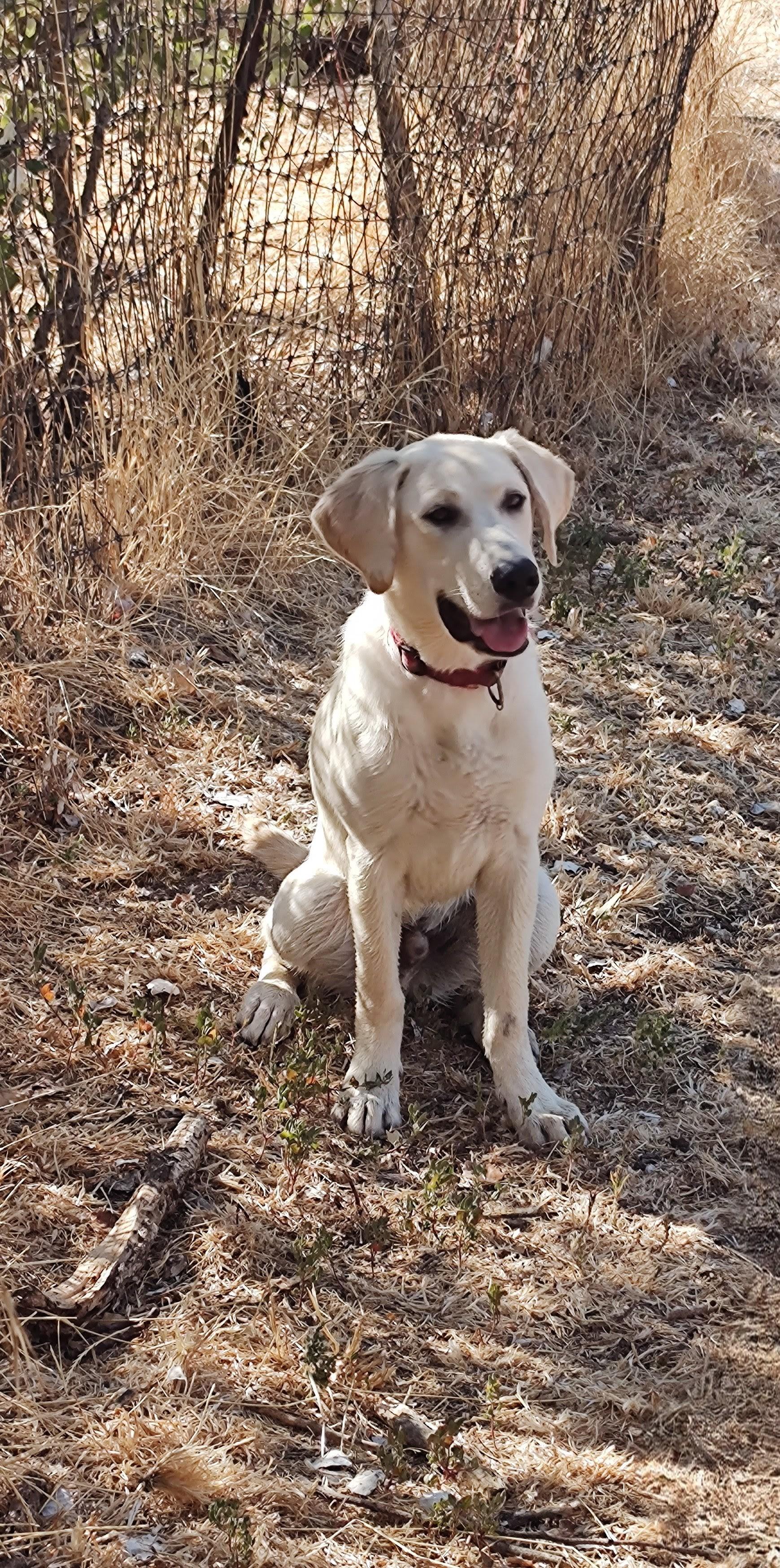 Enlarge Beau, a Adopted Yellow Labrador Retriever in Vacaville, CA image 2/2