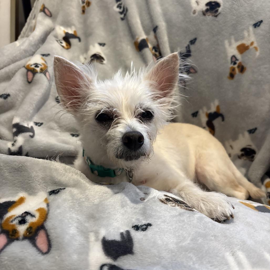 Scruffy, Adoptable, Senior Female Chihuahua & Mixed Breed.