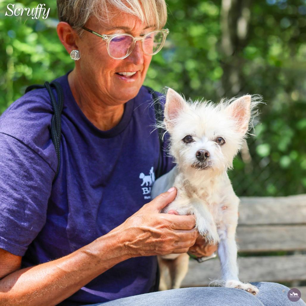Enlarge Scruffy, a Adoptable mixed breed in Hopkinton, MA image 2/4