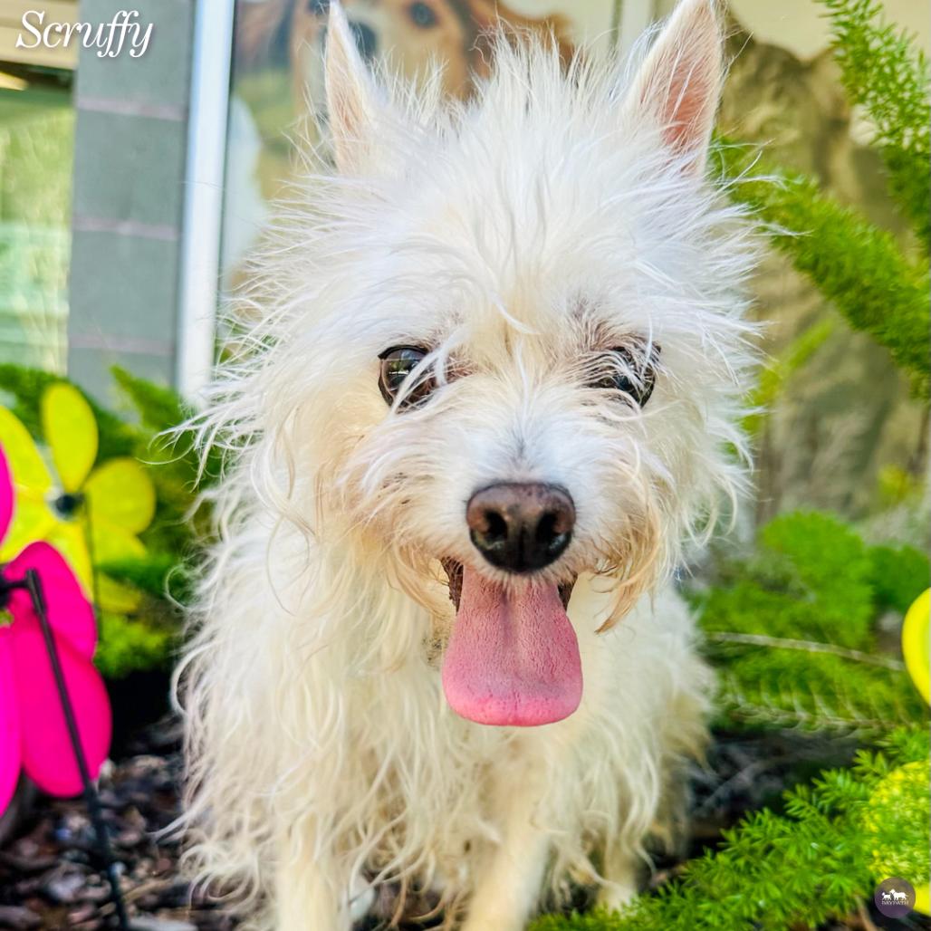 Enlarge Scruffy, a Adoptable mixed breed in Hopkinton, MA image 3/4