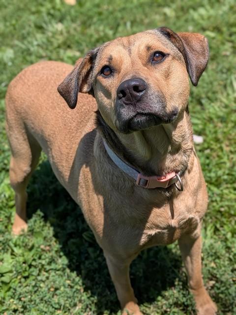 Enlarge PRINCESS, a Adoptable mixed breed in Saint Peters, MO image 1/1