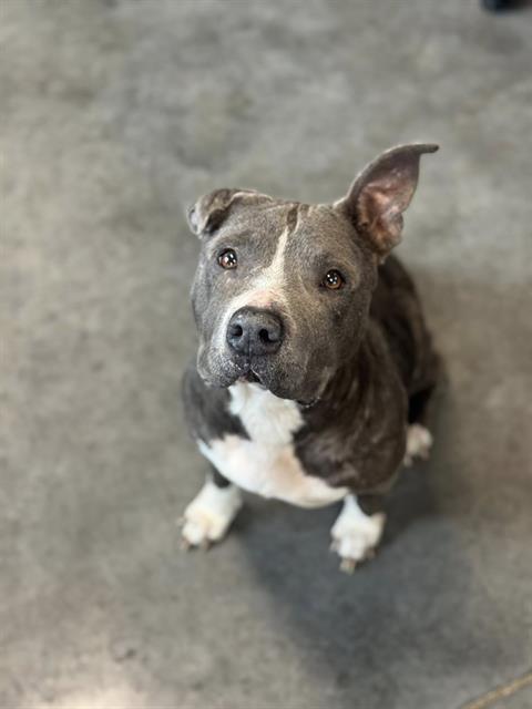 BUNNY, Adoptable, Adult Female Labrador Retriever & Mixed Breed.