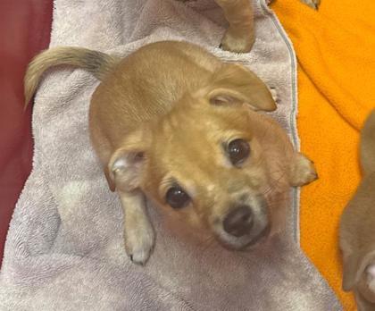 Enlarge Fender, a Adoptable mixed breed in Bellevue, WA image 1/1