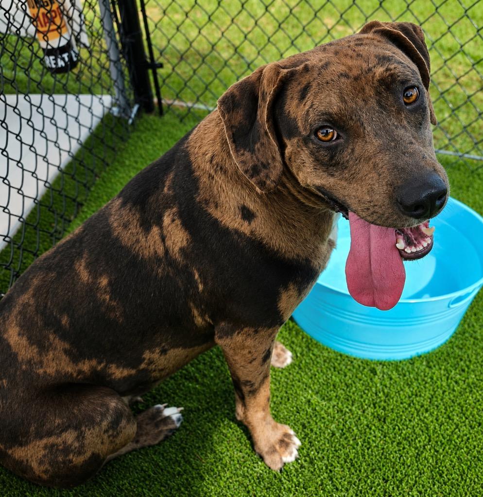 Enlarge Bristol, a Adoptable mixed breed in Crossville, TN image 1/6