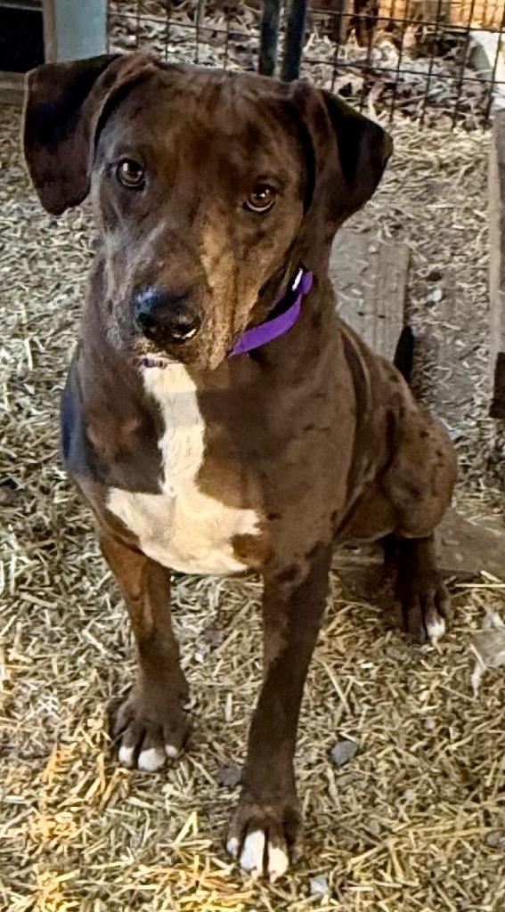Bristol, Adoptable, Puppy Female Catahoula Leopard Dog & Mixed Breed.