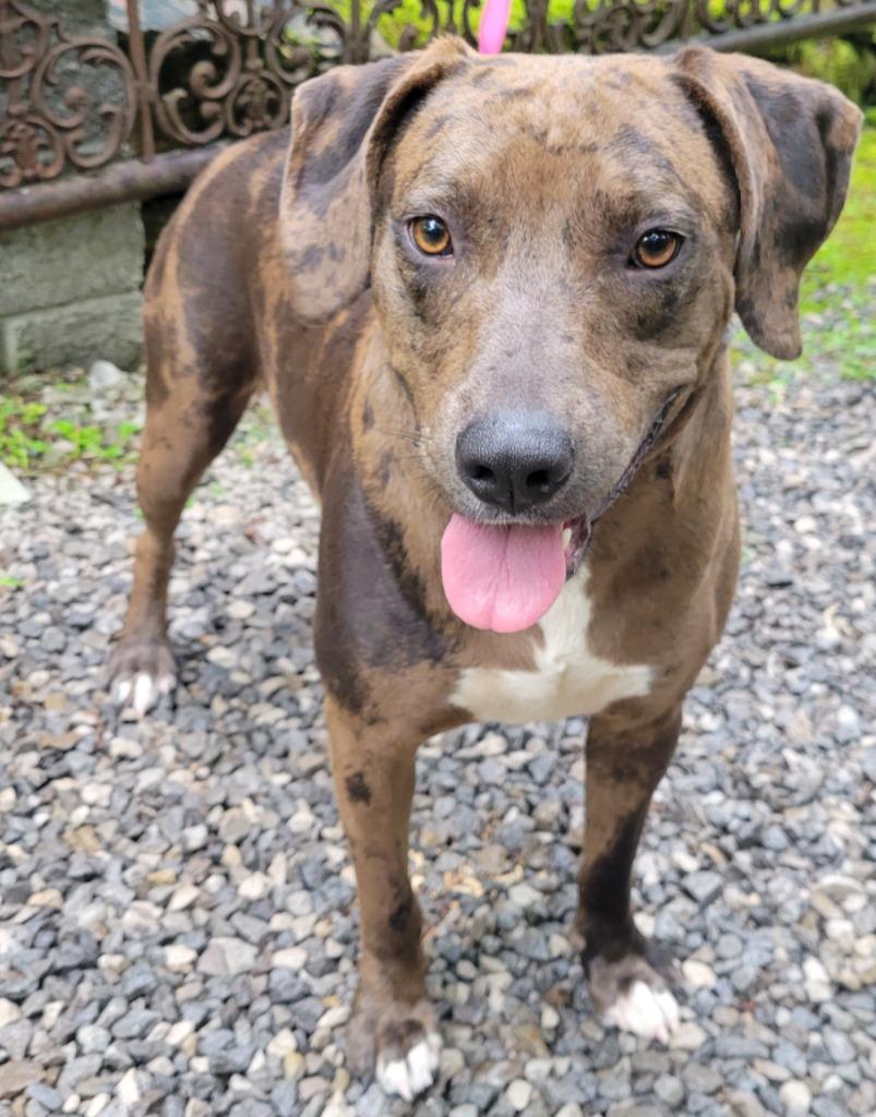 Bristol, Adoptable, Young Female Catahoula Leopard Dog & Mixed Breed.