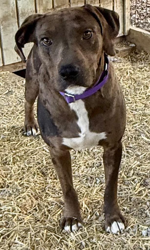 Enlarge Bristol, a Adoptable mixed breed in Crossville, TN image 2/6