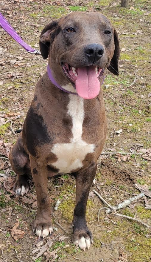 Enlarge Bristol, a Adoptable mixed breed in Crossville, TN image 3/6