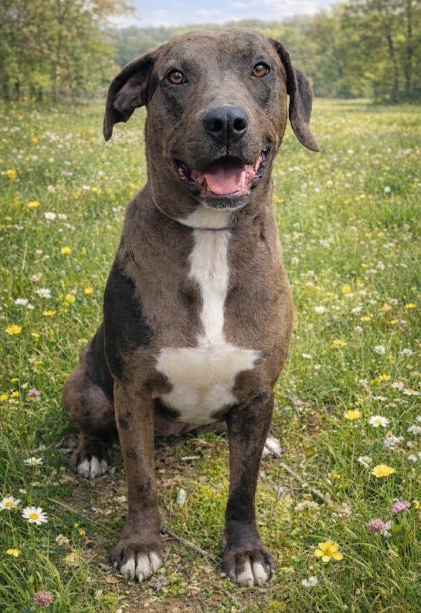 Enlarge Bristol, a Adoptable mixed breed in Crossville, TN image 3/6
