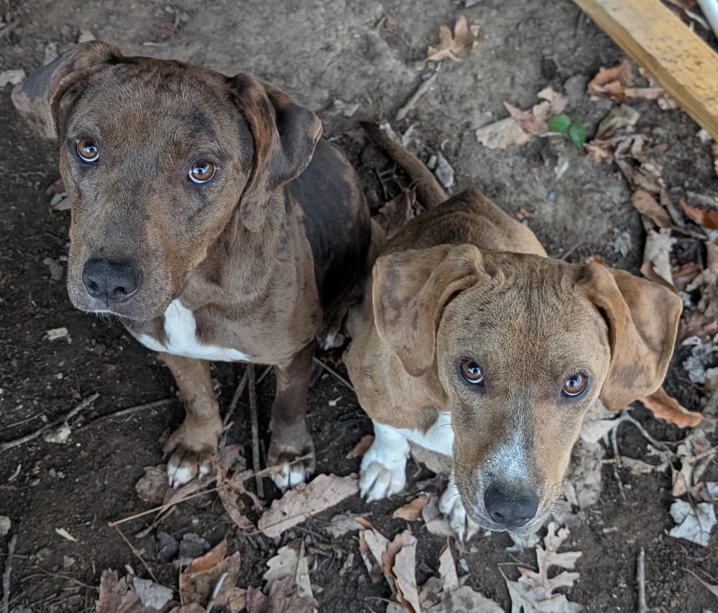Enlarge Bristol, a Adoptable mixed breed in Crossville, TN image 4/6