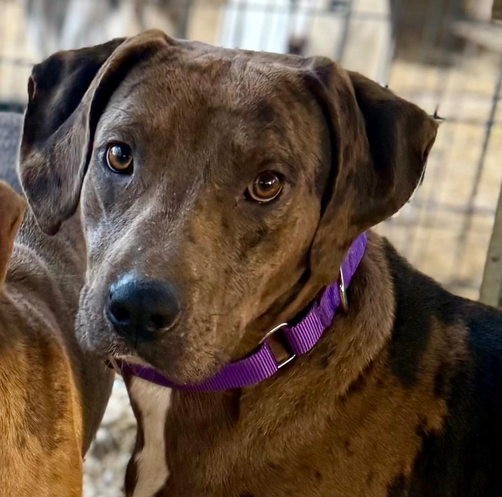 Enlarge Bristol, a Adoptable mixed breed in Crossville, TN image 5/6