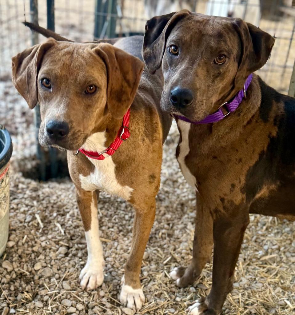 Enlarge Bristol, a Adoptable mixed breed in Crossville, TN image 6/6