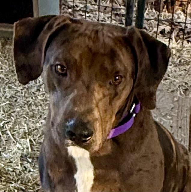 Enlarge Bristol, a Adoptable mixed breed in Crossville, TN image 6/6