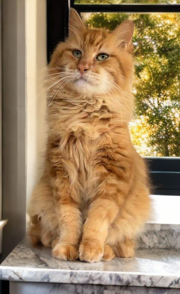 Enlarge Garfield, an adopted Domestic Long Hair in miami, FL image 2/6