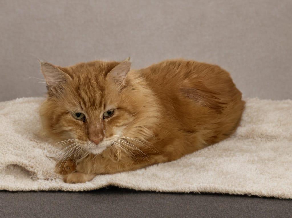 Enlarge Garfield, an adopted Domestic Long Hair in miami, FL image 4/6