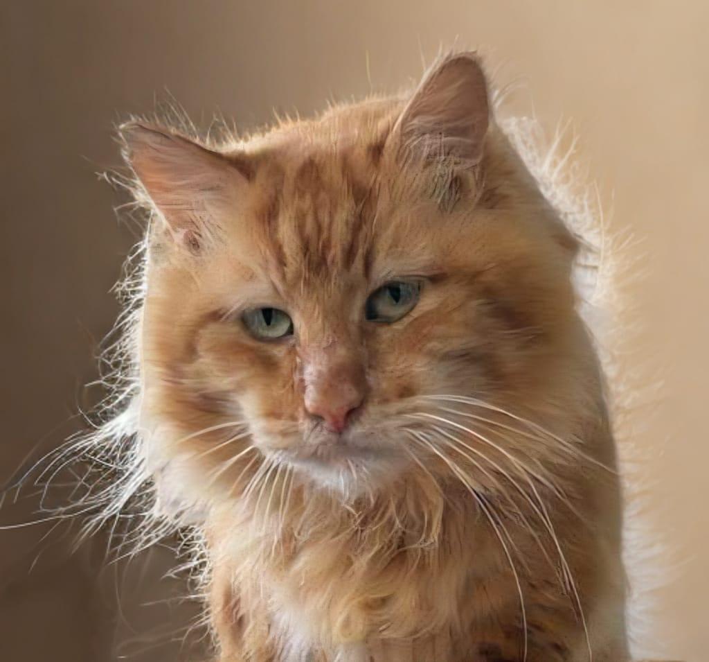 Enlarge Garfield, an adopted Domestic Long Hair in miami, FL image 1/6