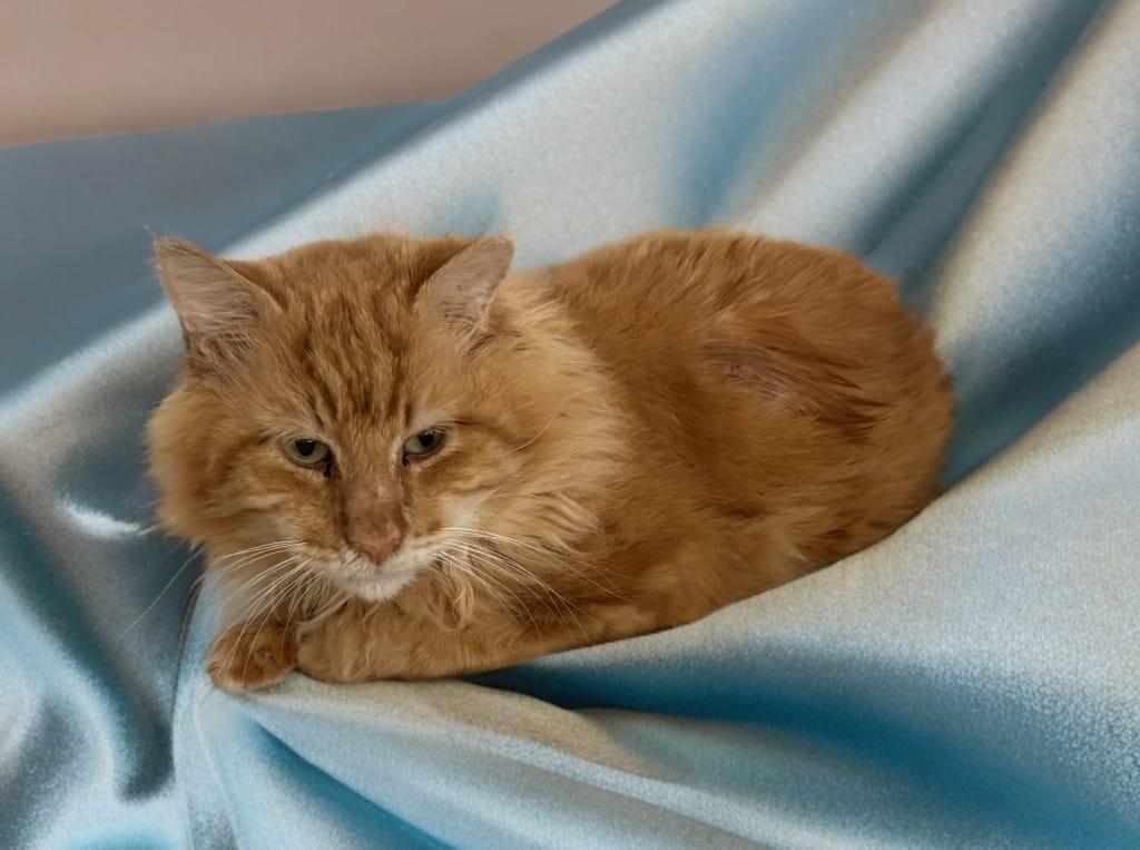 Enlarge Garfield, an adopted Domestic Long Hair in miami, FL image 3/6