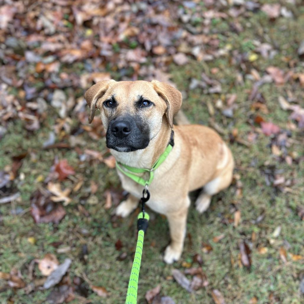 Gigi, Adoptable, Adult Female Mixed Breed.