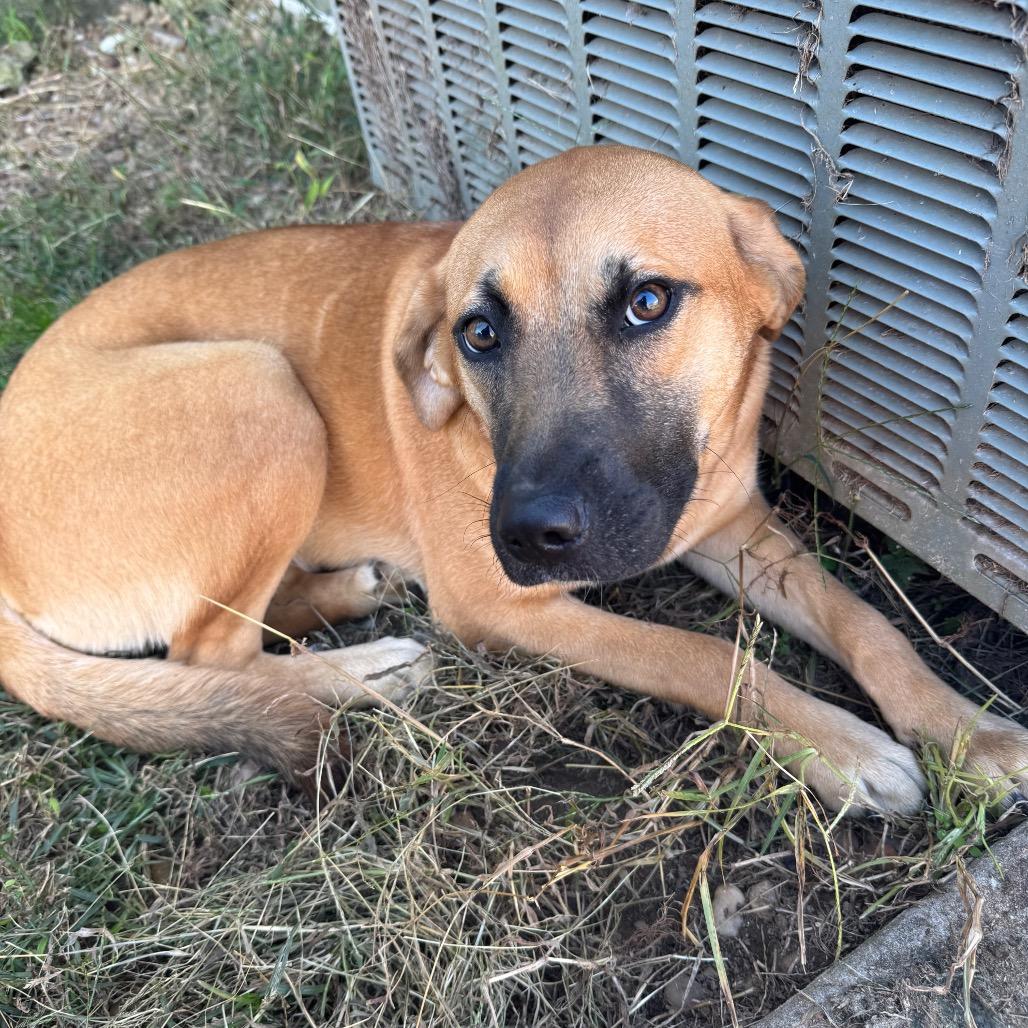 Gigi, a Adoptable Mixed Breed in Brownsboro, AL image 3/6