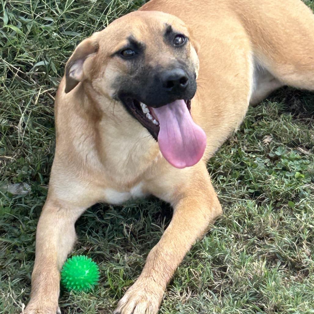 Gigi, a Adoptable Mixed Breed in Brownsboro, AL image 4/6