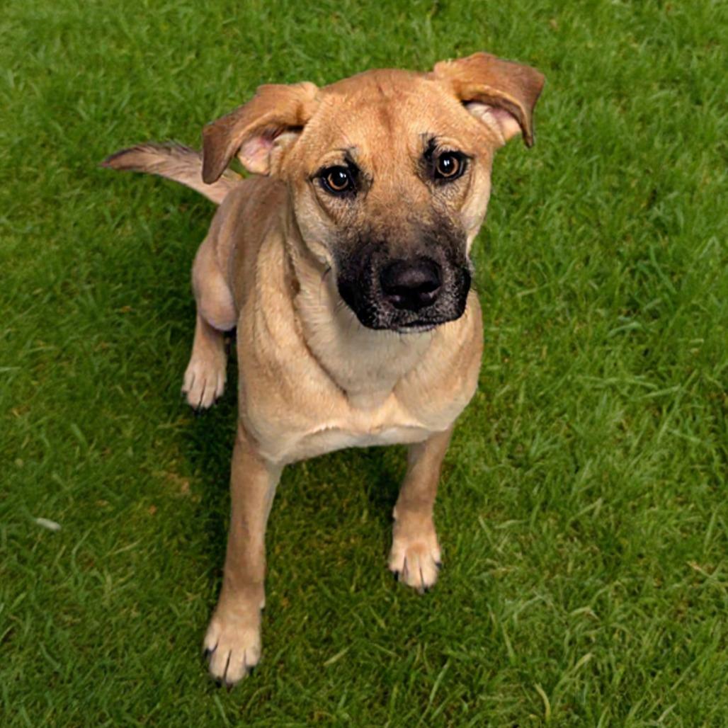 Enlarge Gigi, a Adoptable Mixed Breed in Brownsboro, AL image 5/6