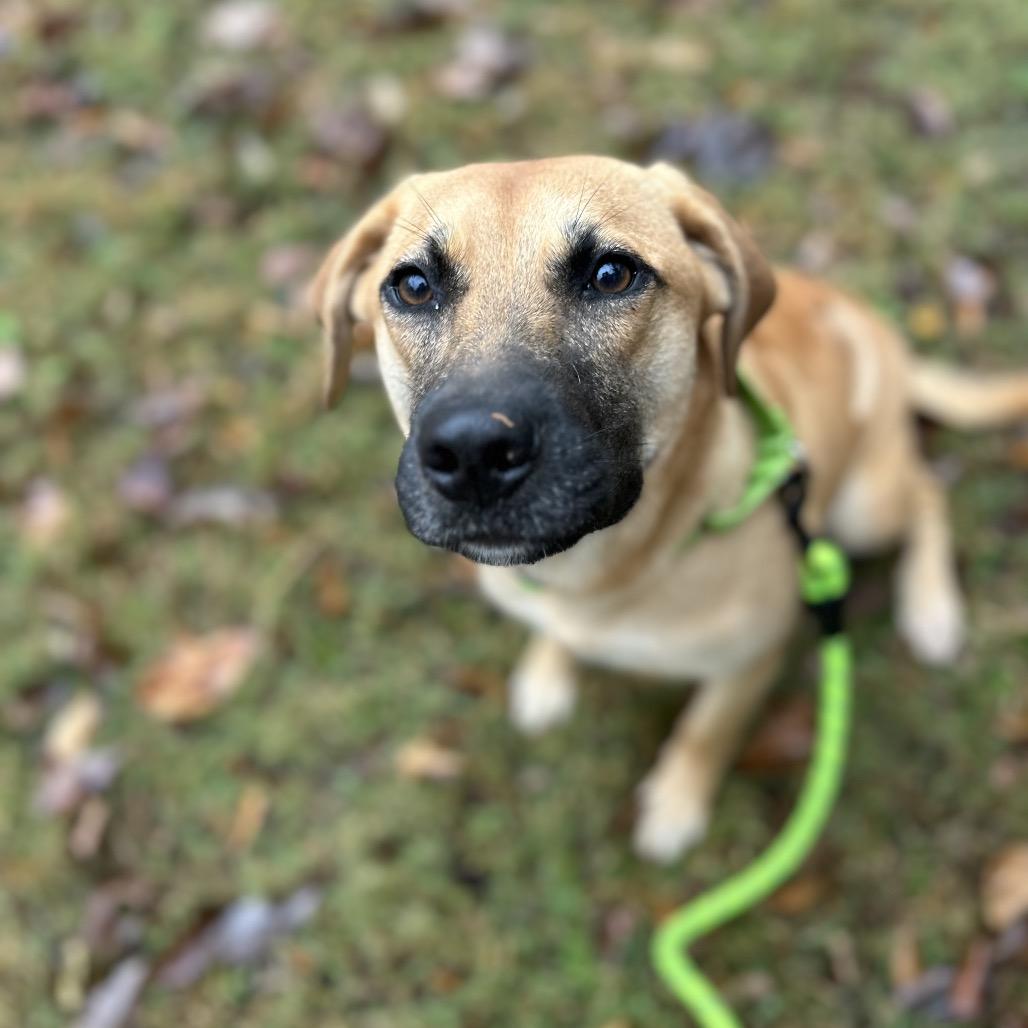 Gigi, a Adoptable Mixed Breed in Brownsboro, AL image 5/6