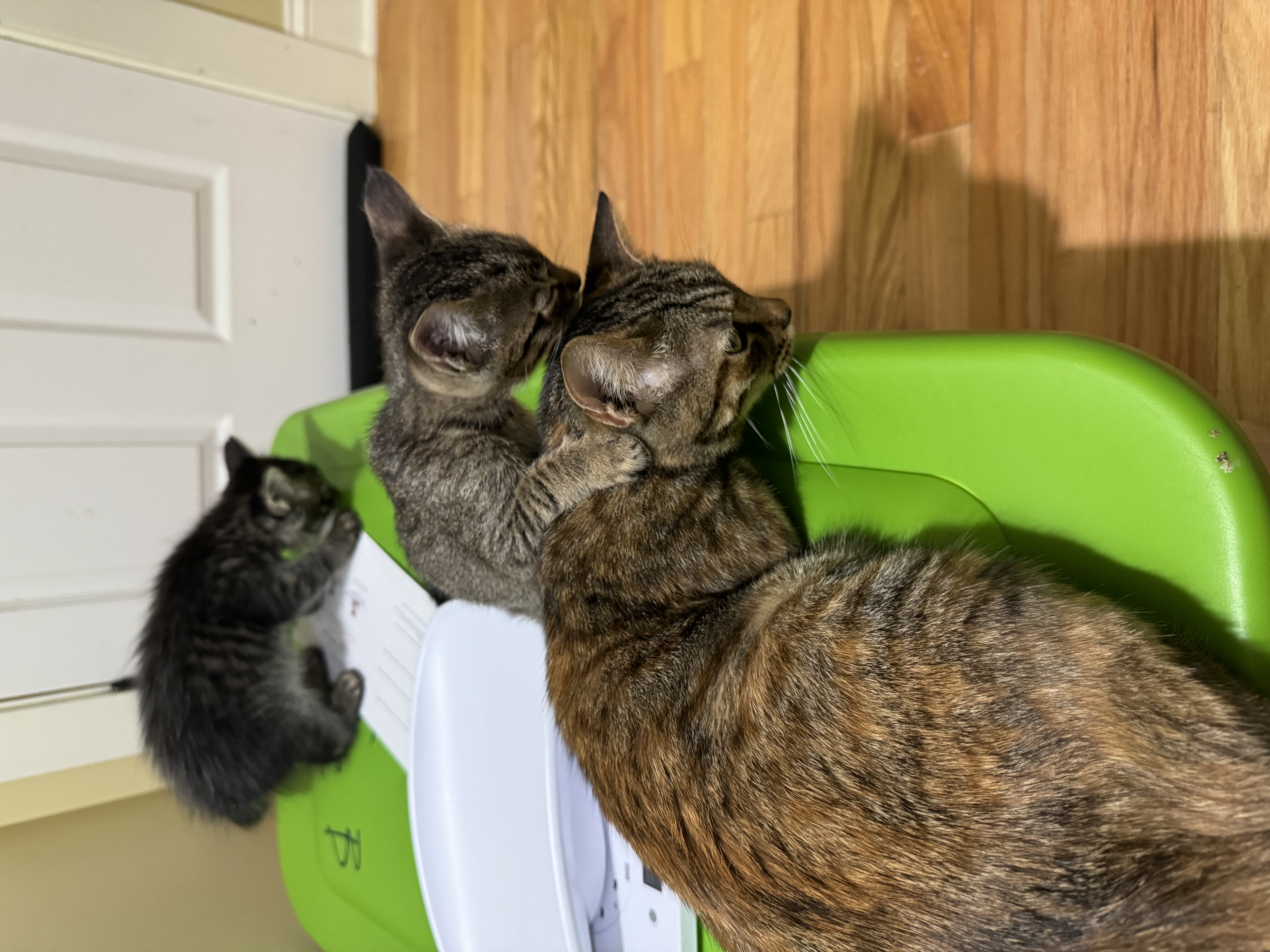 Claire (bonded with Fergus), a Adopted Domestic Short Hair in Crossville, TN image 2/5