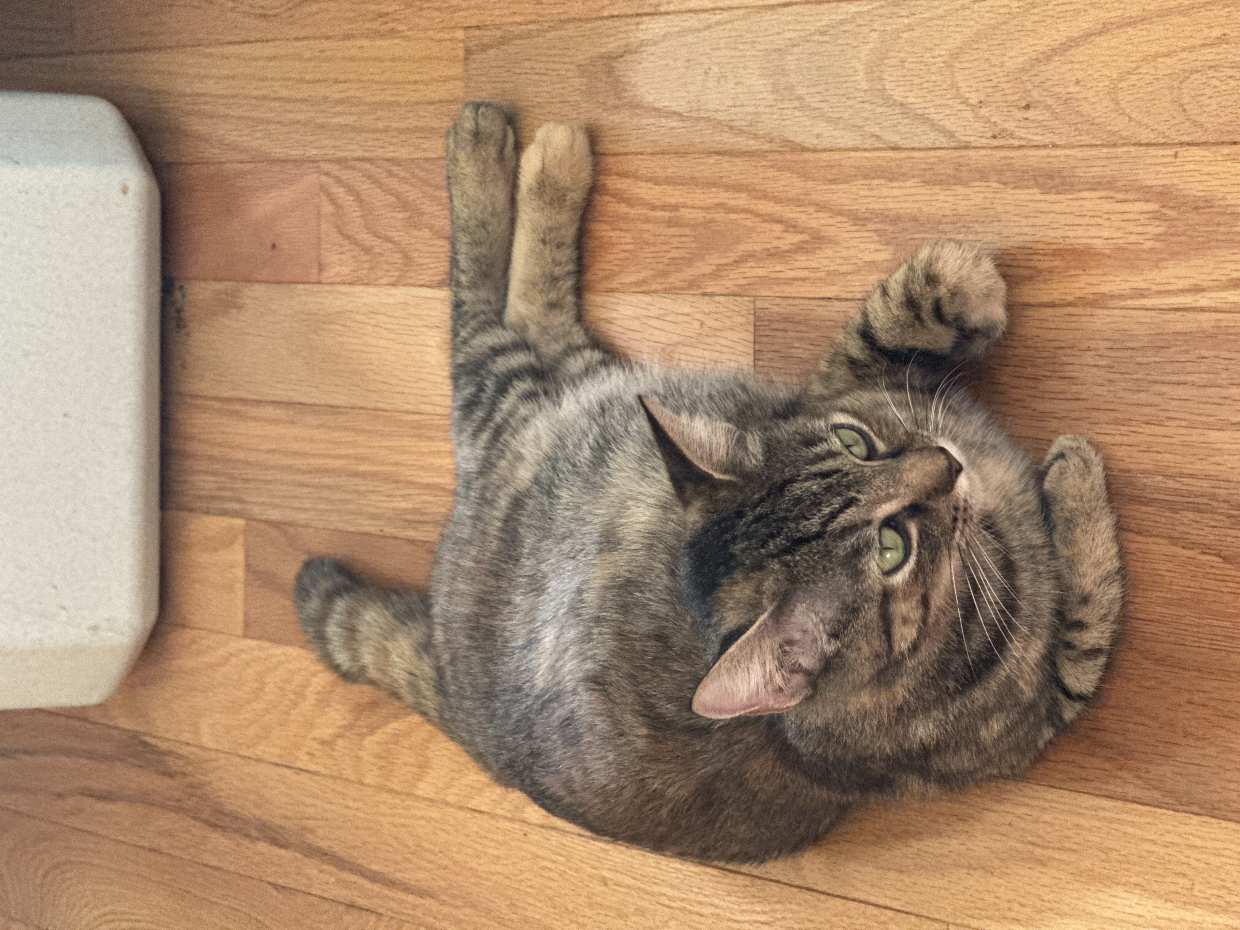 Claire (bonded with Fergus), a Adopted Domestic Short Hair in Crossville, TN image 3/5