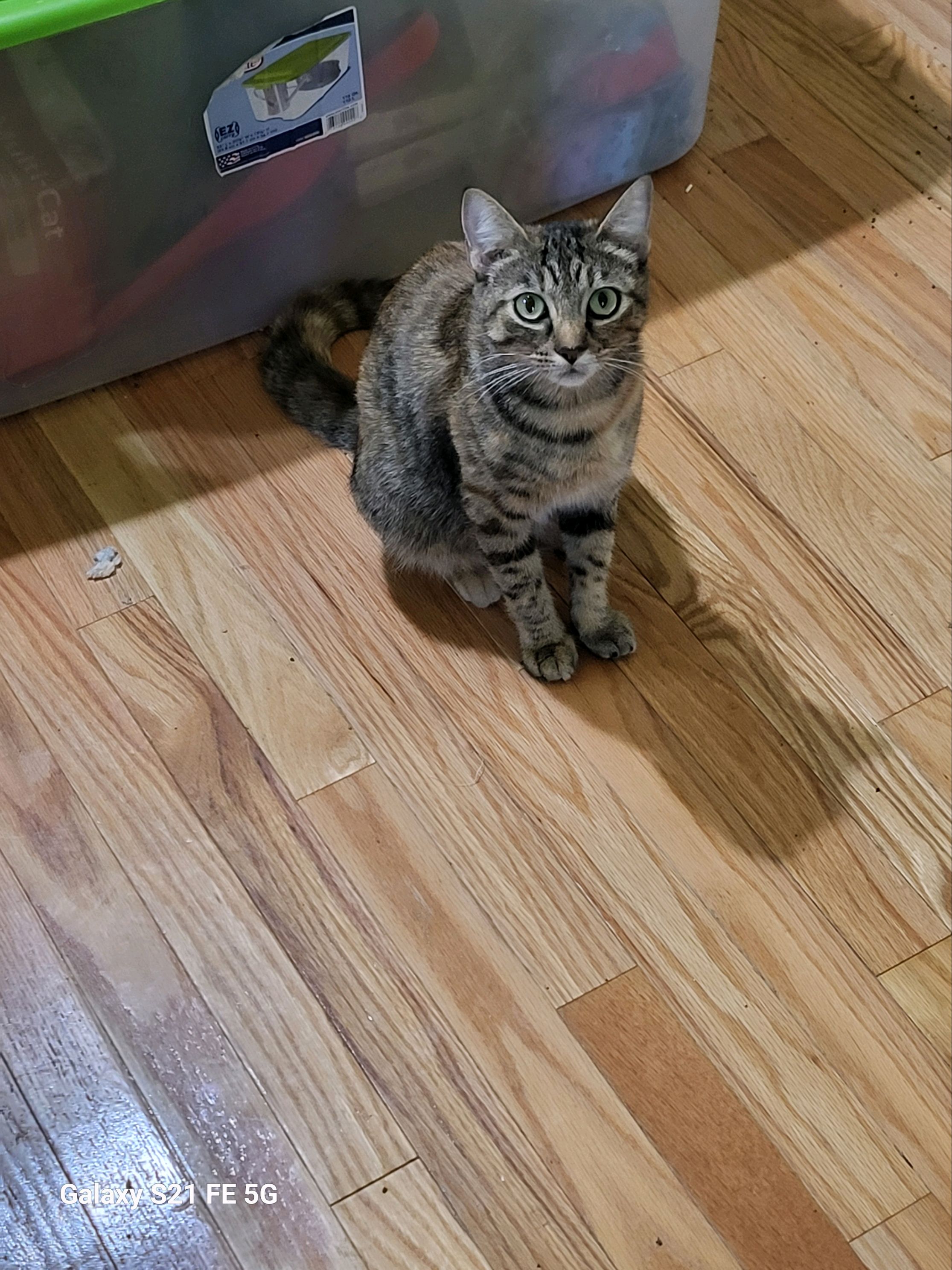 Claire (bonded with Fergus), a Adopted Domestic Short Hair in Crossville, TN image 4/5