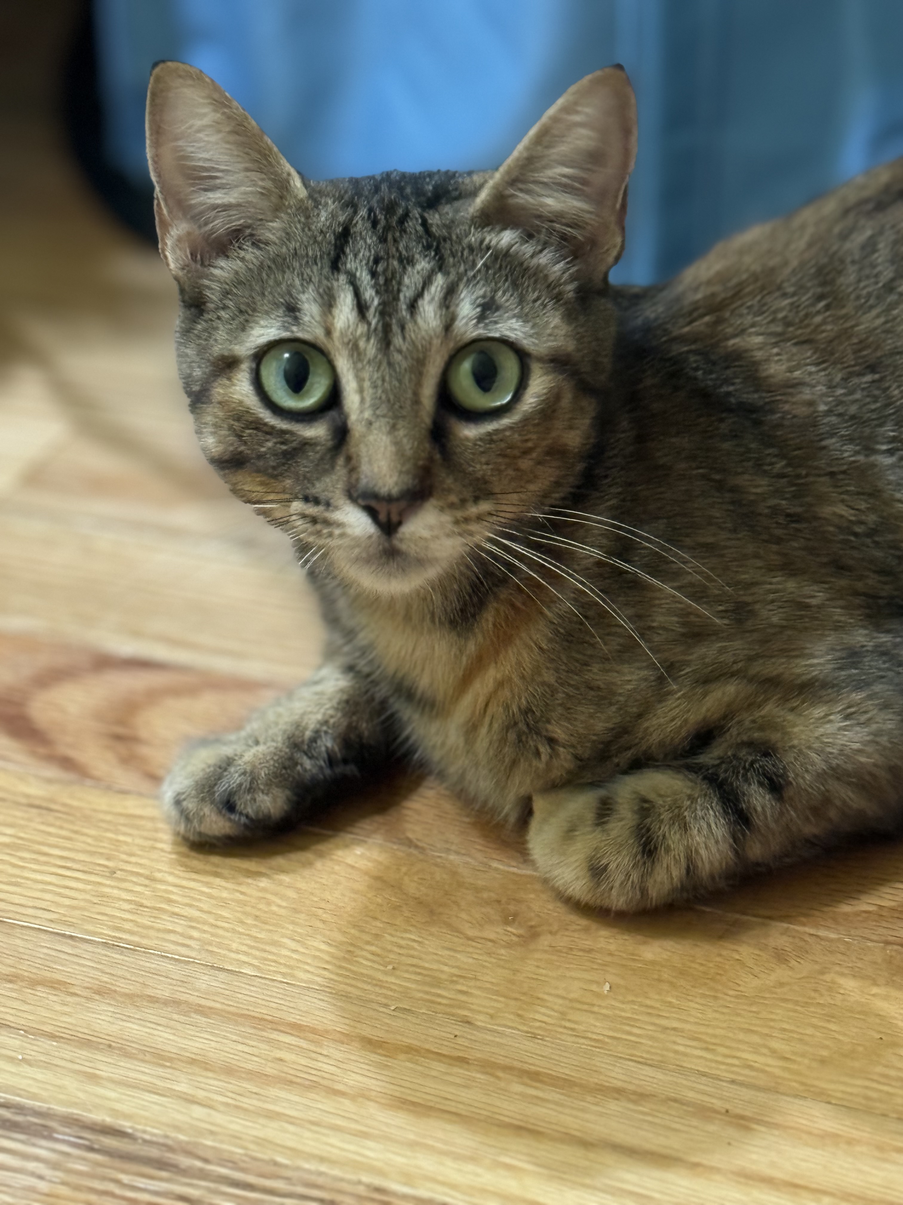 Claire (bonded with Fergus), a Adopted Domestic Short Hair in Crossville, TN image 1/5
