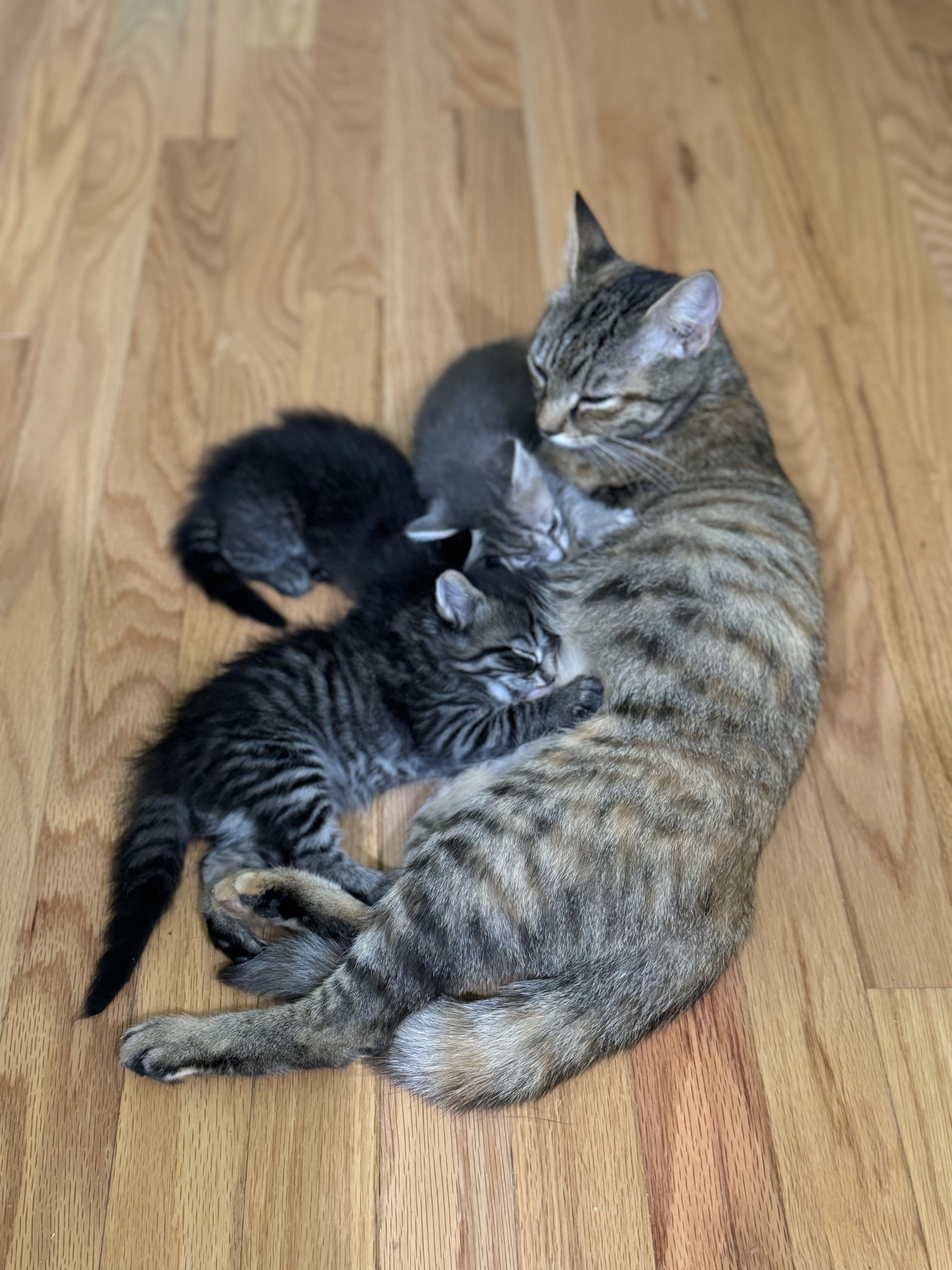 Claire (bonded with Fergus), a Adopted Domestic Short Hair in Crossville, TN image 5/5