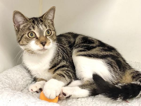 King, Adoptable, Adult Male Domestic Short Hair.