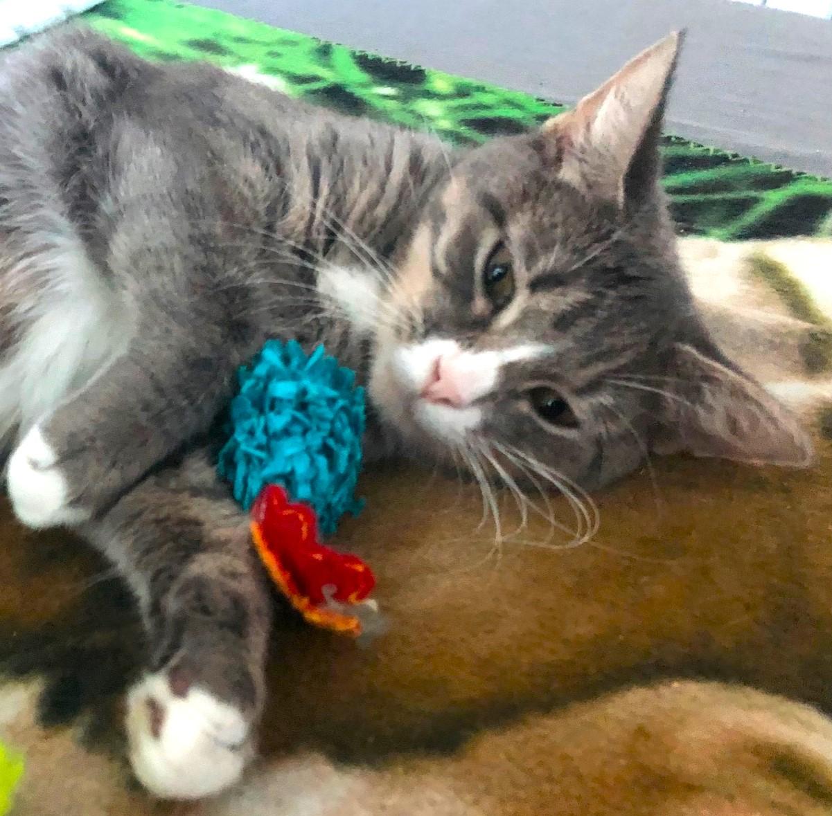 Symphony - 52974, Adoptable, Adult Female Domestic Short Hair.