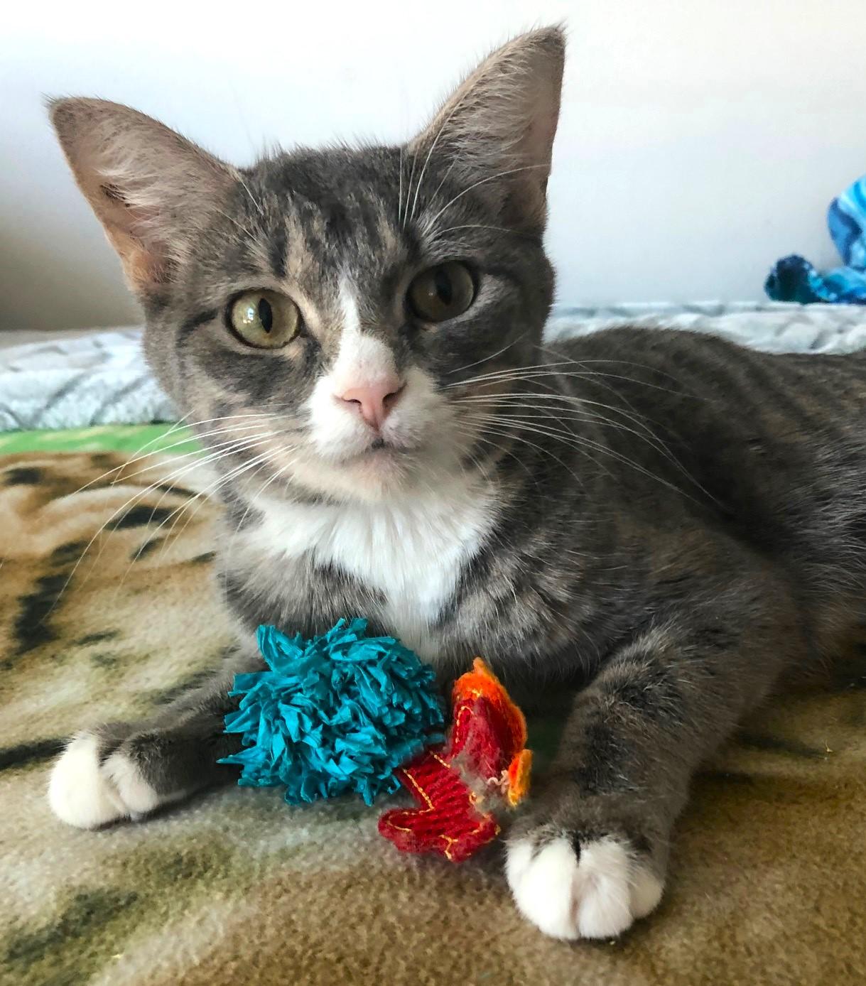 Symphony - 52974, a Adoptable Domestic Short Hair in Cedar Rapids, IA image 2/6