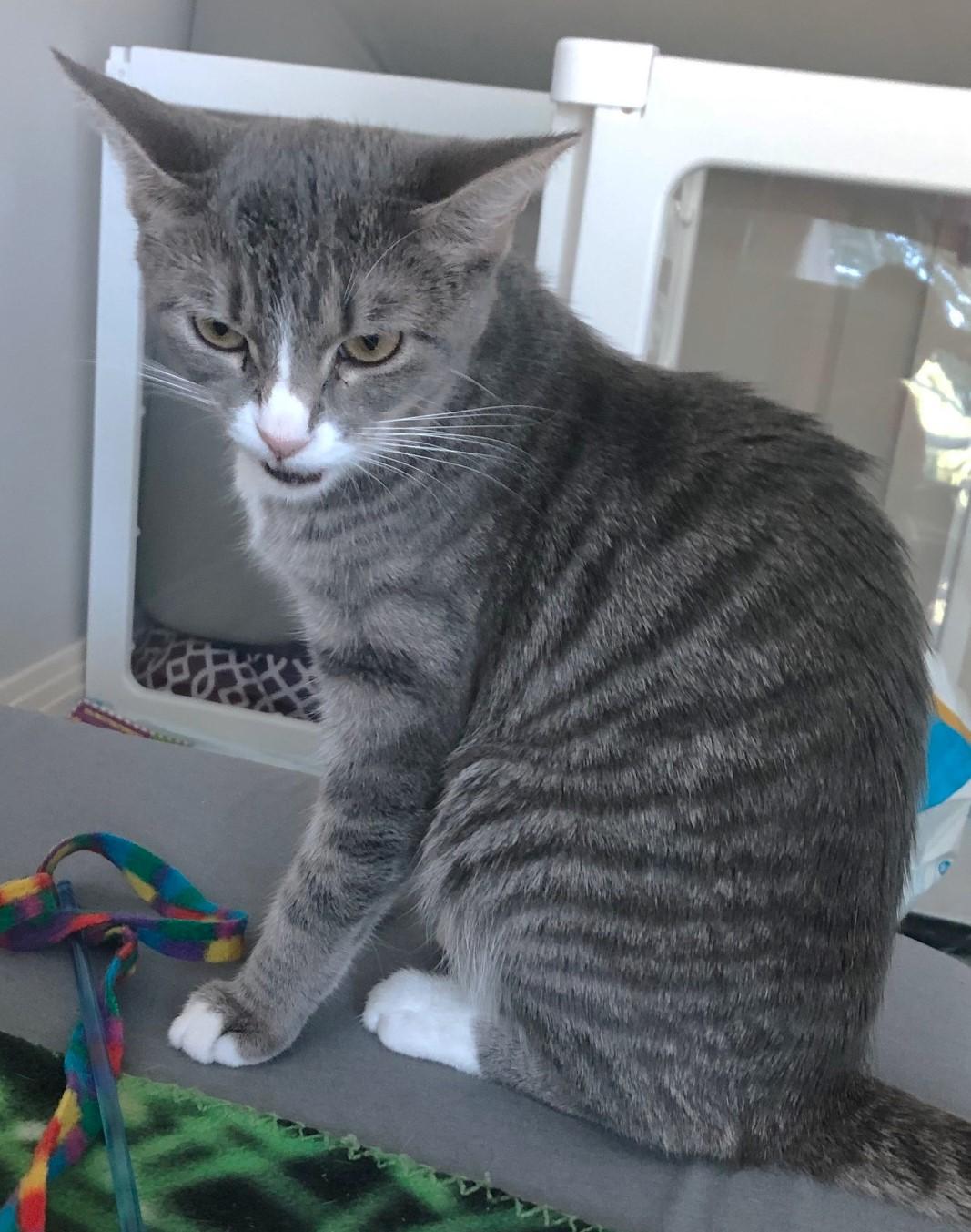 Symphony - 52974, a Adoptable Domestic Short Hair in Cedar Rapids, IA image 3/6