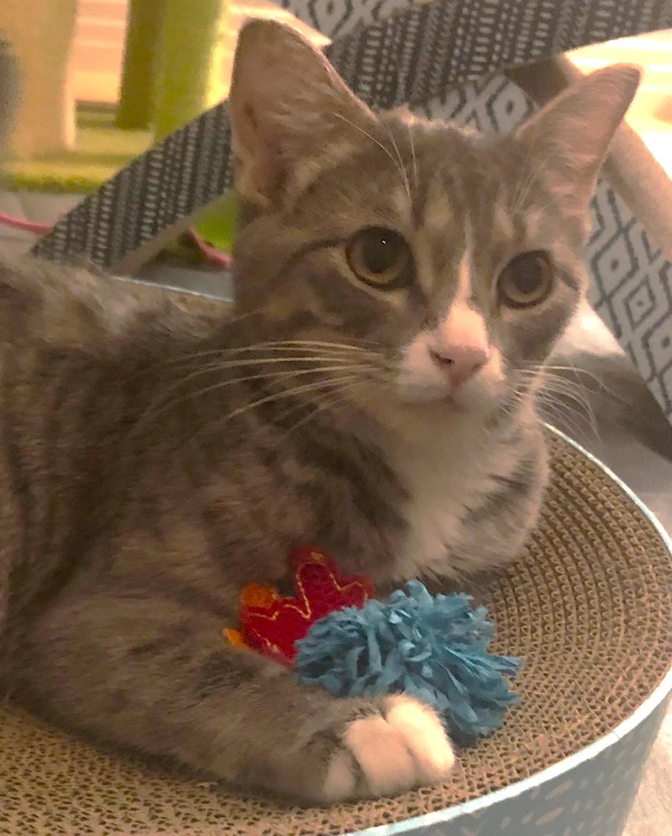 Symphony - 52974, a Adoptable Domestic Short Hair in Cedar Rapids, IA image 4/6