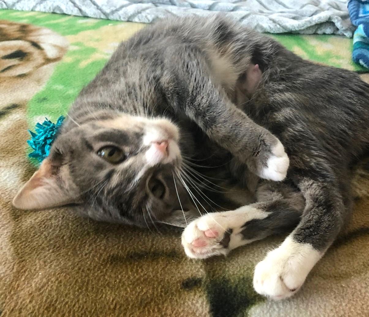 Symphony - 52974, a Adoptable Domestic Short Hair in Cedar Rapids, IA image 5/6