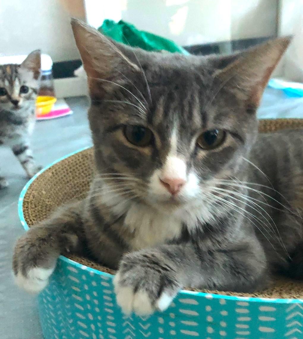 Symphony - 52974, a Adoptable Domestic Short Hair in Cedar Rapids, IA image 6/6