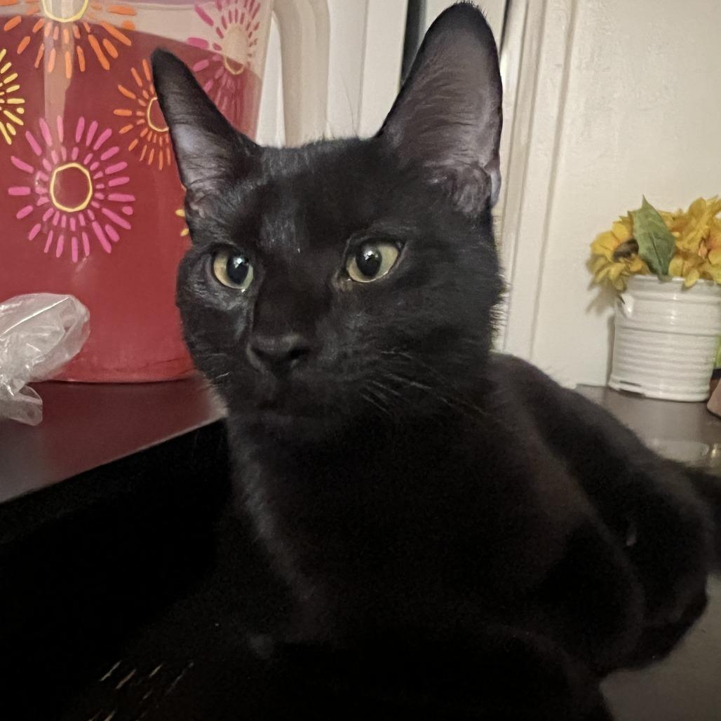 Crow, Adoptable, Young Male Domestic Short Hair.