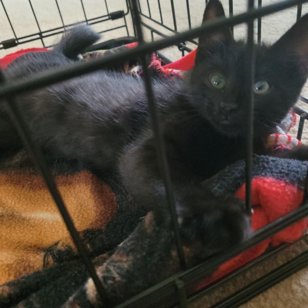 Enlarge Crow, a Adoptable Domestic Short Hair in Washington, DC image 2/2